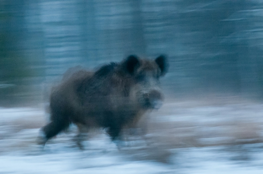 Wild boar running ​​​​​​​​​​​​​​Bialowieza, Poland