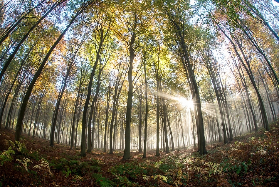 Fisheye lens perspective of a beechwood in autumn Kent, England