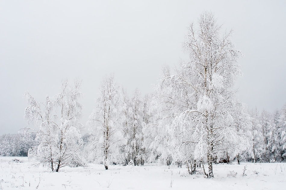 Bialowieza winter ​​​​​​​Bialowieza, Poland