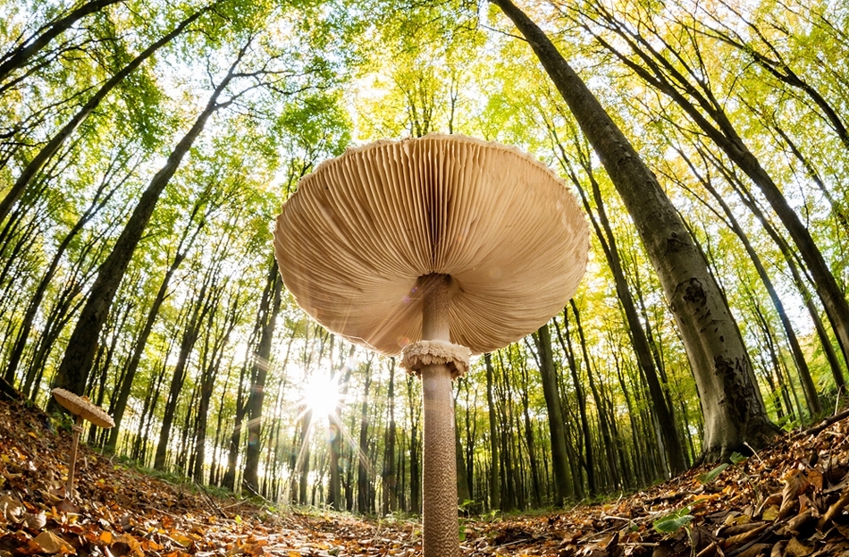 Slender parasol mushroom in beechwood