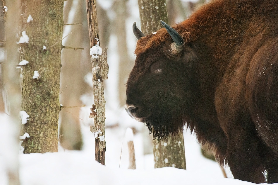 European bison Bialowieza, Poland