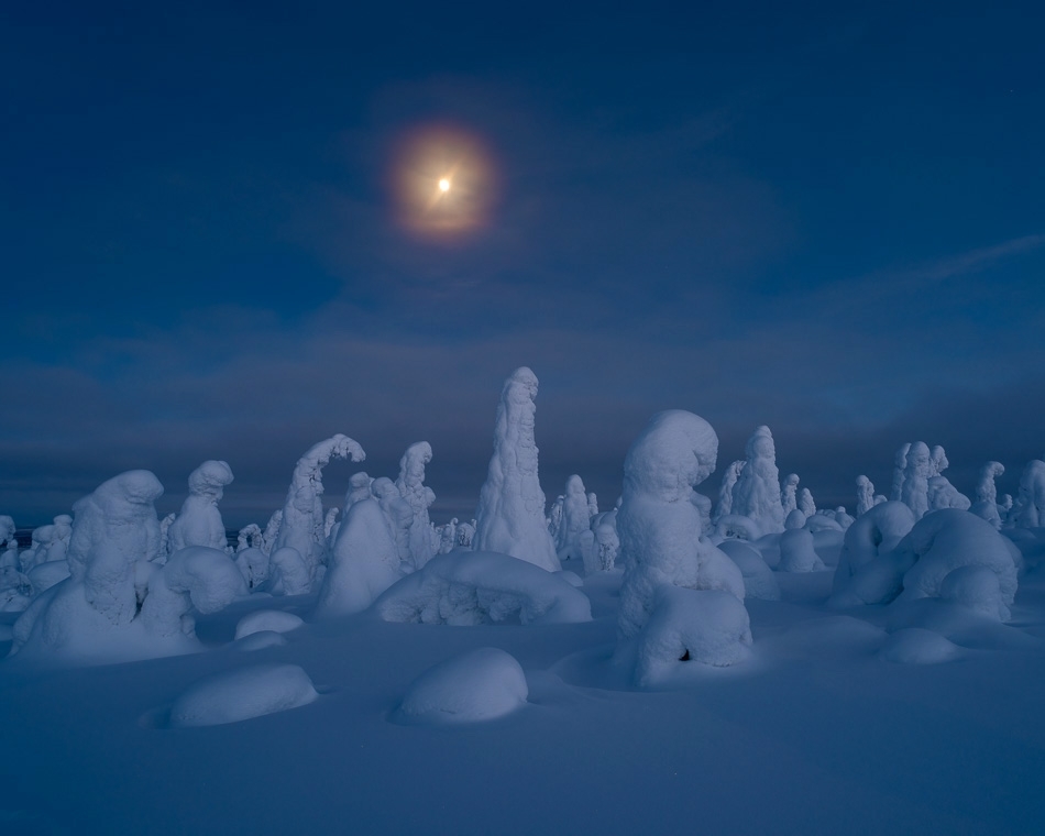 Frozen trees (tykky) and rising moon Kuusamo, Fonland