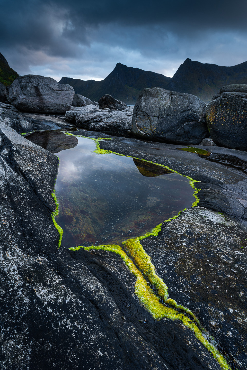 Senja algae
