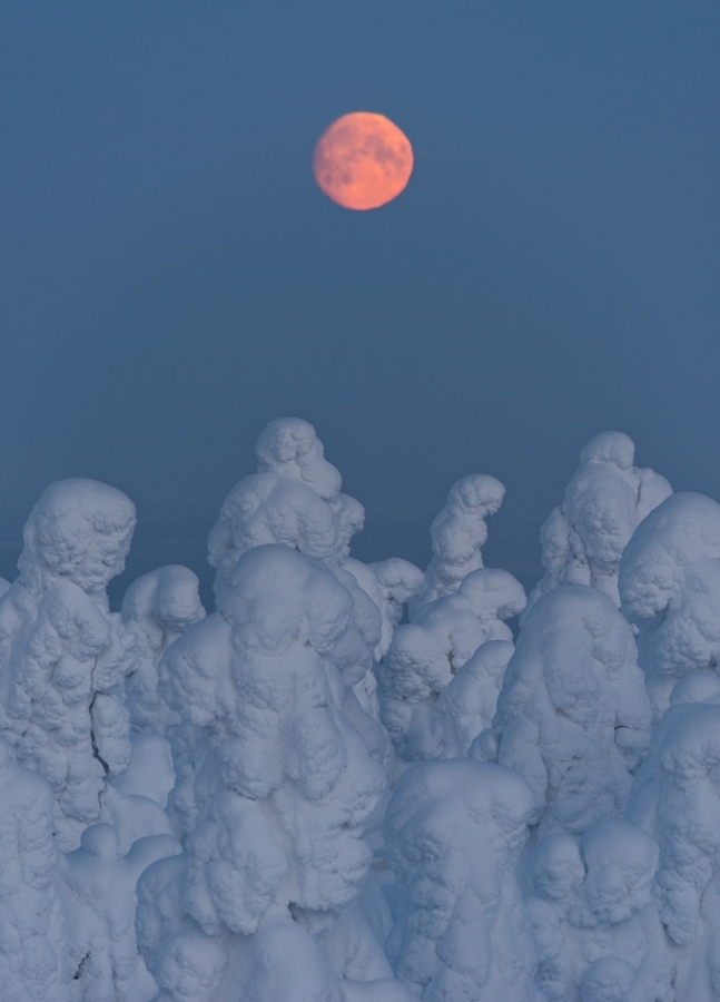 Moonset over frozen forest (tykky) Kuusamo, Finland