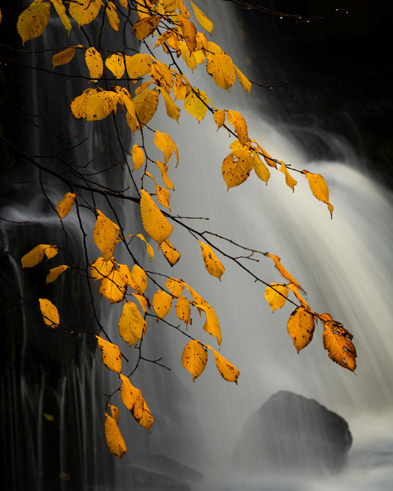 YD Birch waterfall