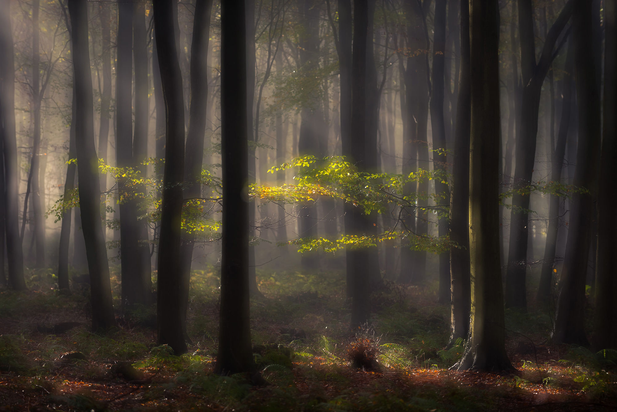 Autumn rays of sunshine in King's Wood, Kent.
