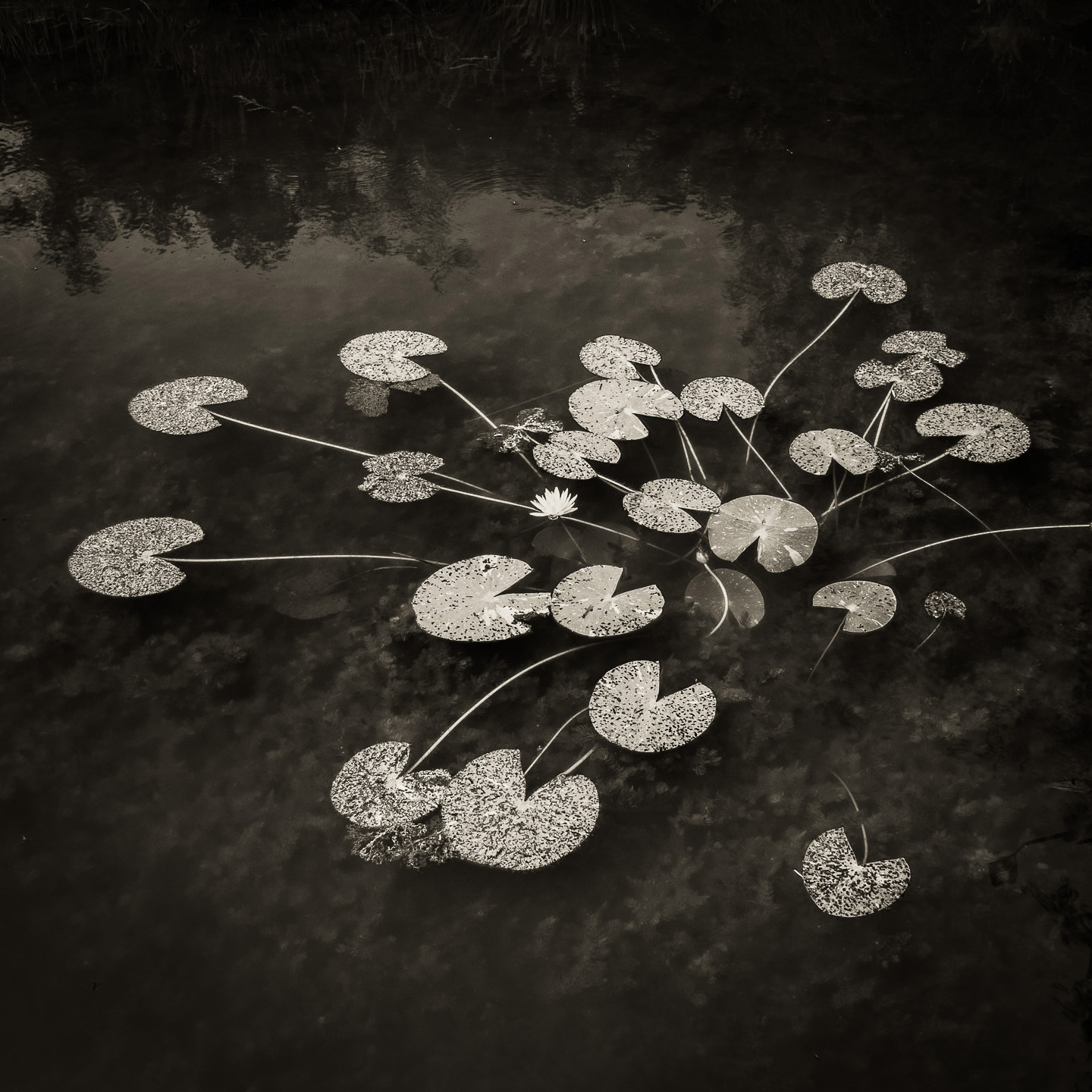 Black and white Lilypads, Doddington Place Gardens, Kent. 