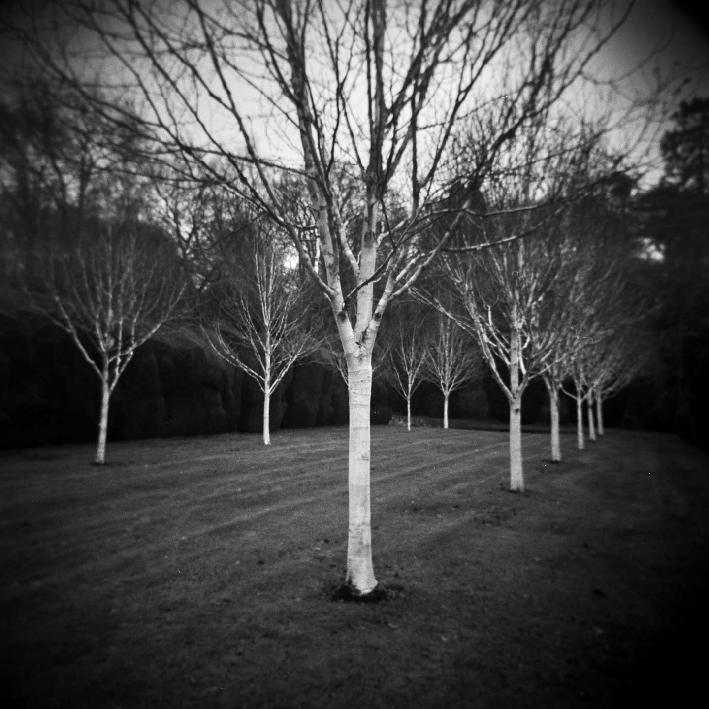 Birch doddington