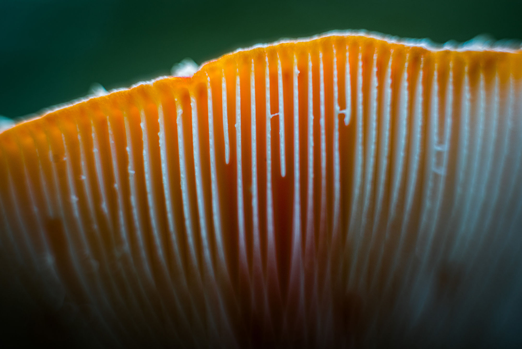 One