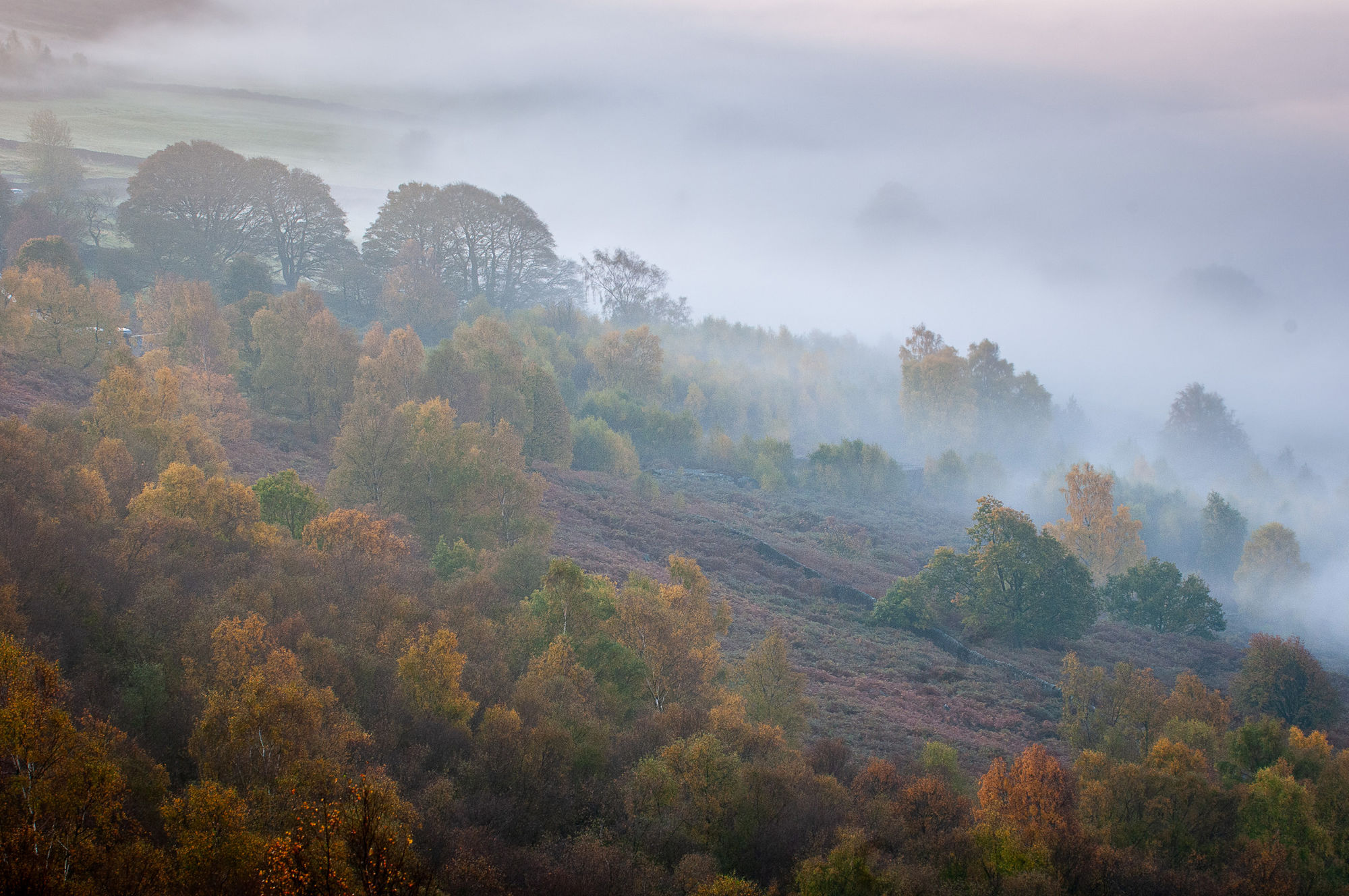 autumn misty trees