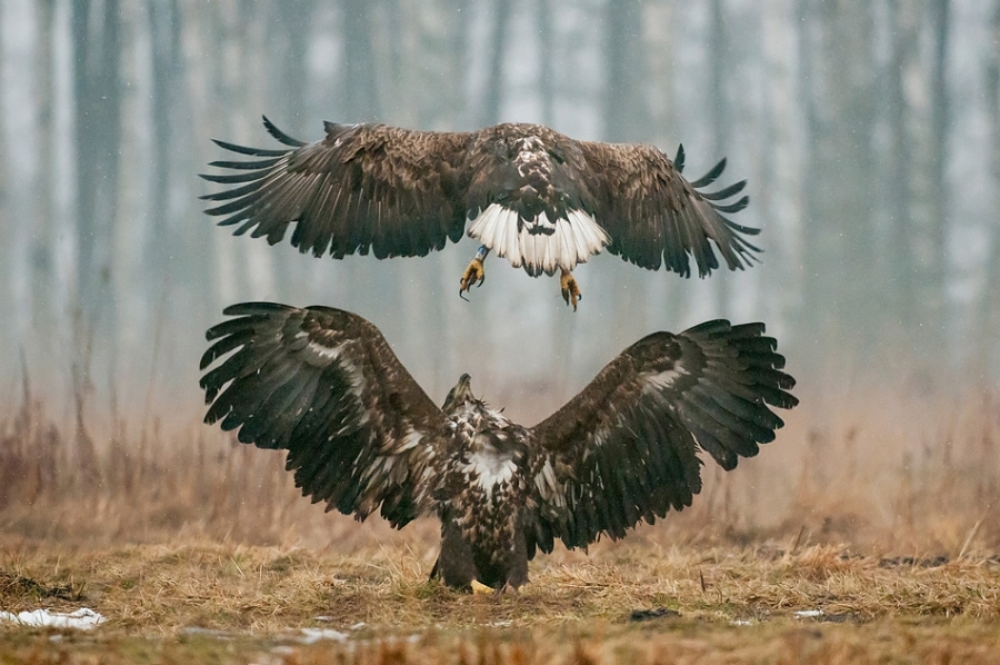 Immature white-tailed eagles fighting Bialowieza, Poland