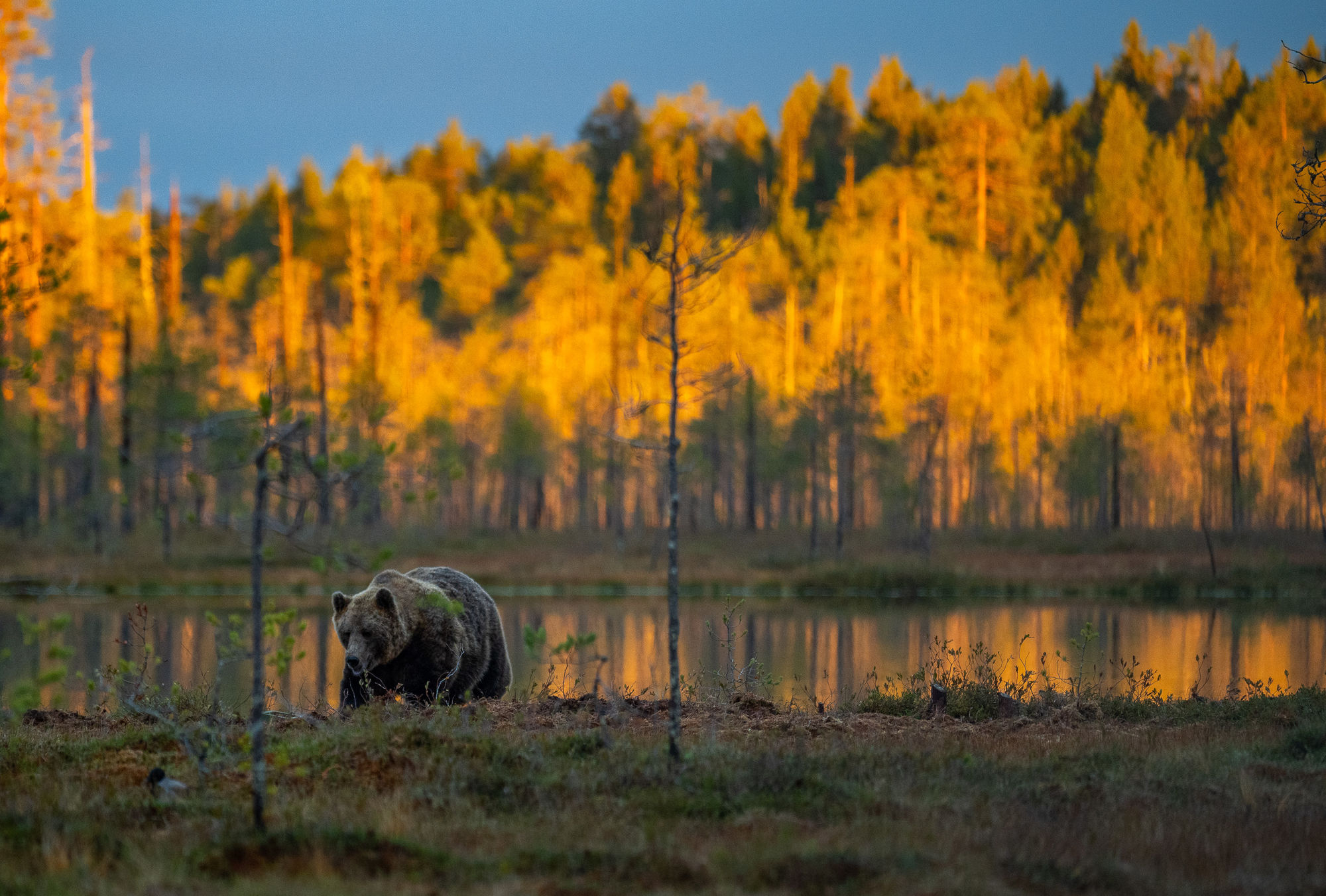 Bear sunrise