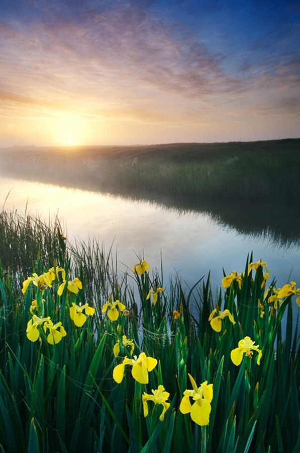 Yellow iris