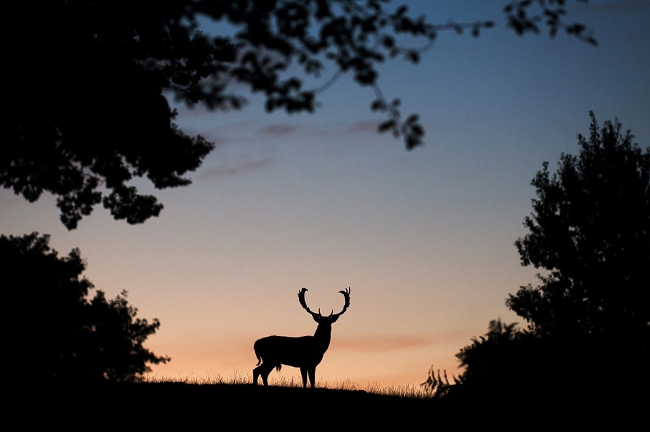 Fallow deer buck at dawn