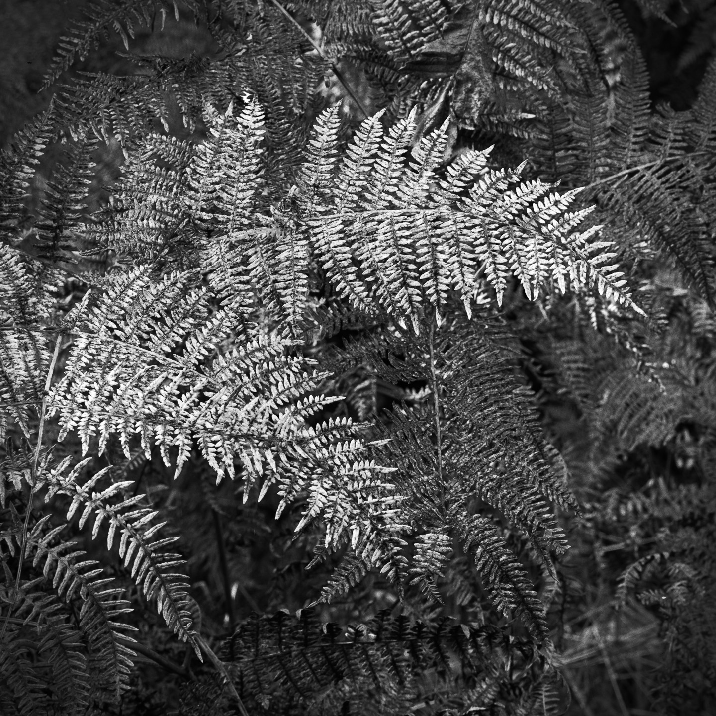 Bracken