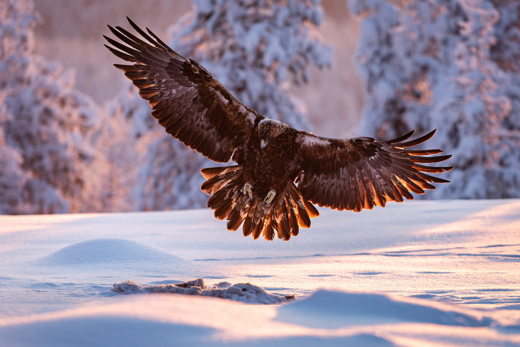 eagle landing golden light