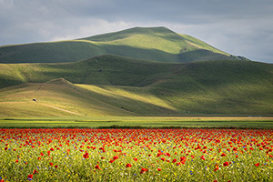 La Fioritura: "The Flowering" of Umbria & Assisi - An Immersive Italian Experience