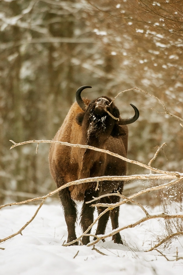 European bison feeding ​​​​​​​​​​​​​​Bialowieza, Poland