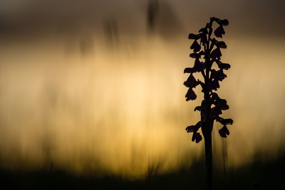 Green-winged orchid at sunset