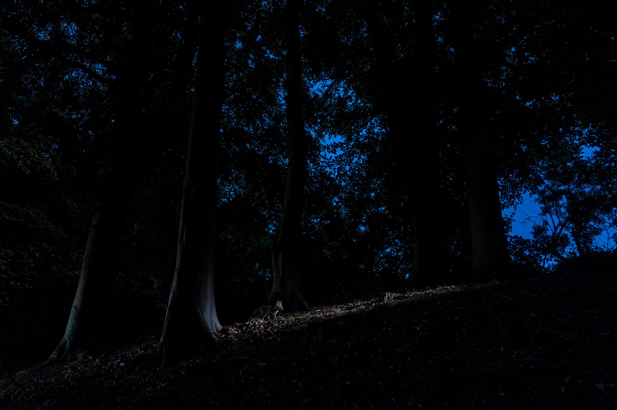 Fox cub in woodland at dawn, Leeds Castle, Kent. 