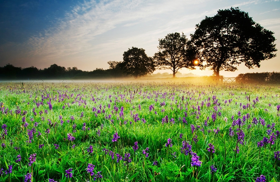 Marden meadow at sunrise
