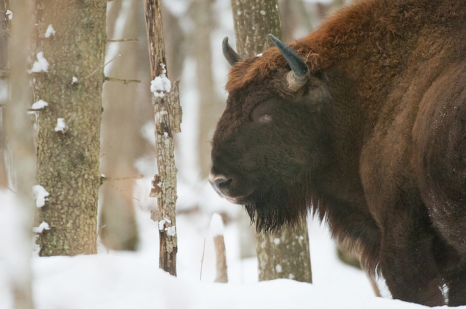 European bison, Bialowieza, Poland.