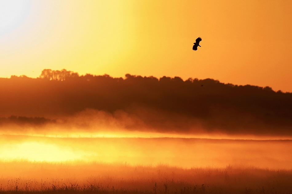 Lapwing displaying at sunrise