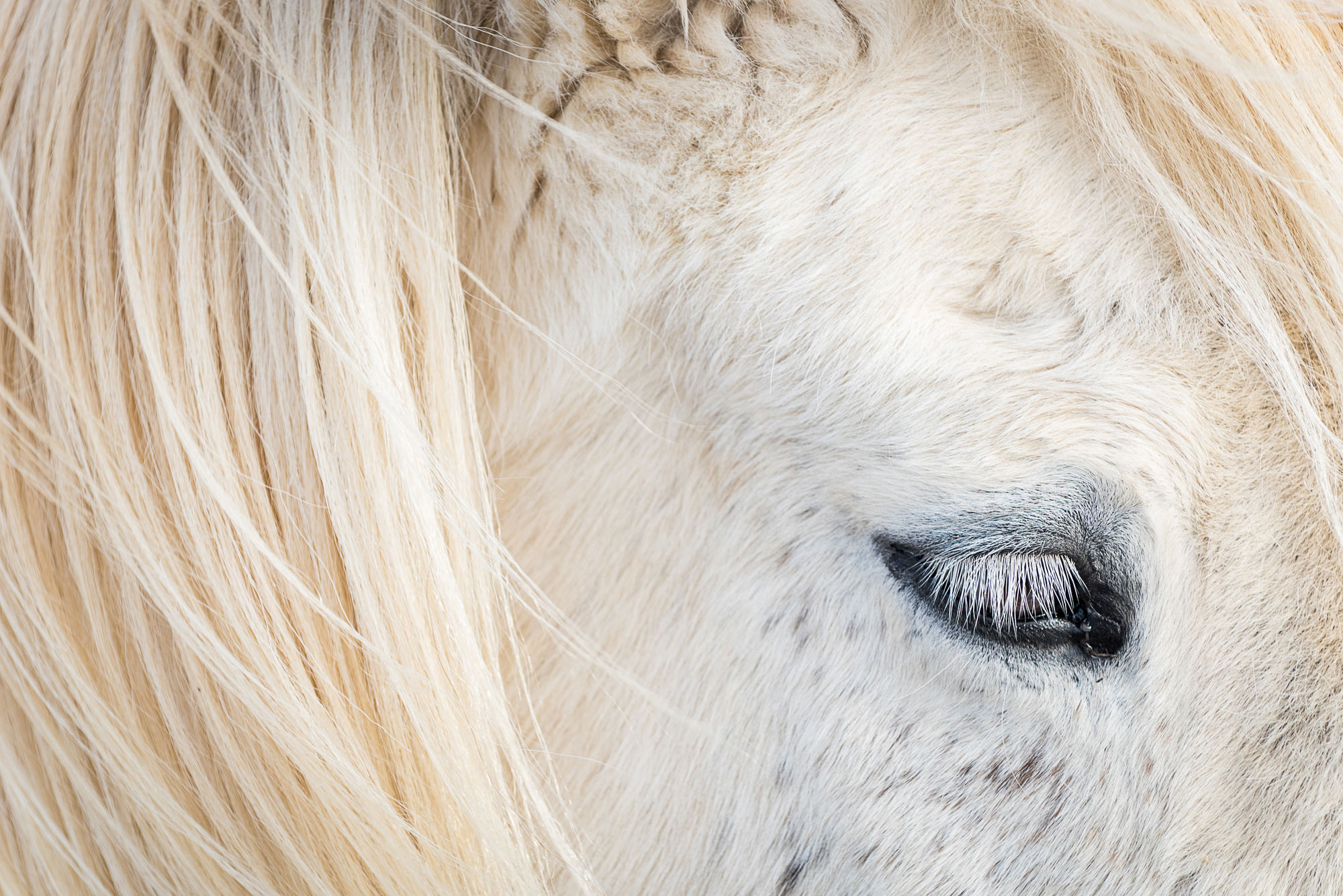 Head portrait of Icelandic horse, Gullfoss, Iceland. 