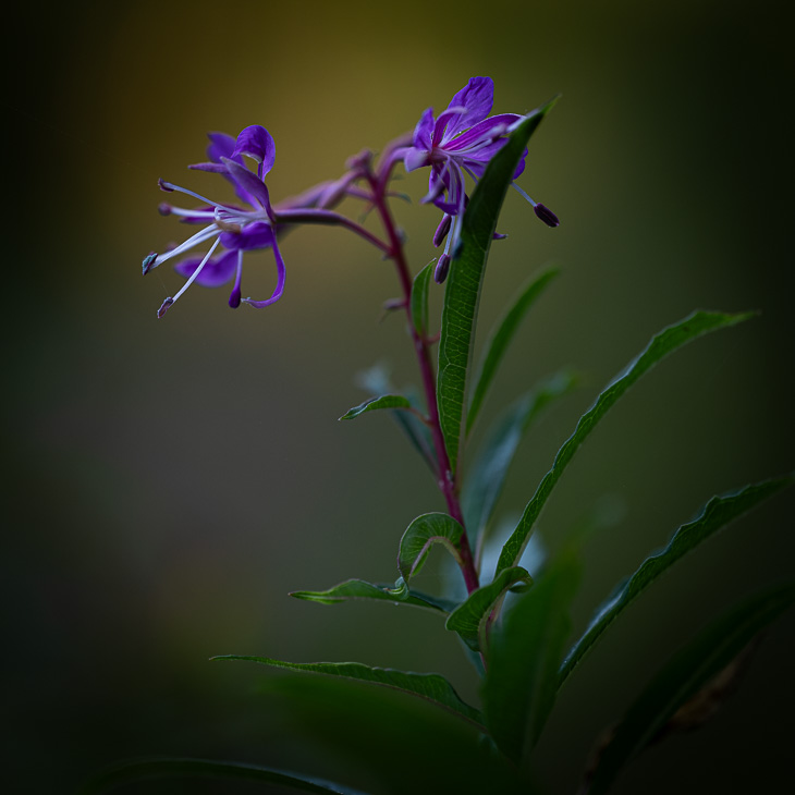 Rosebay willowherb in dawn light