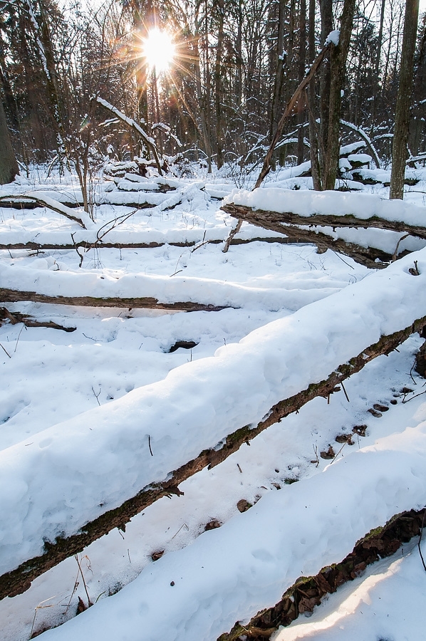 Strictly Protected Area ​​​​​​​Bialowieza, Poland