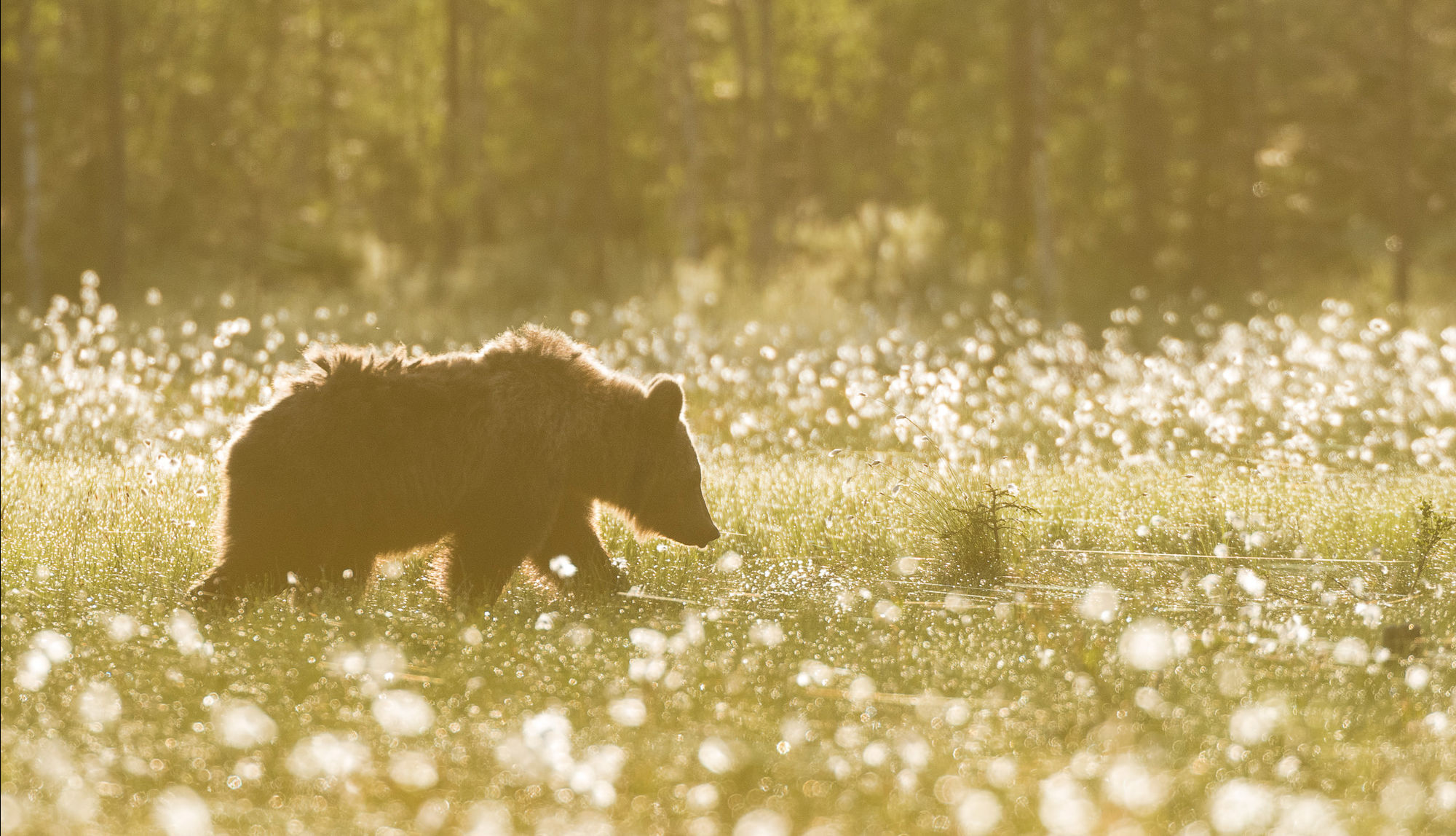 Bear cotton 2017