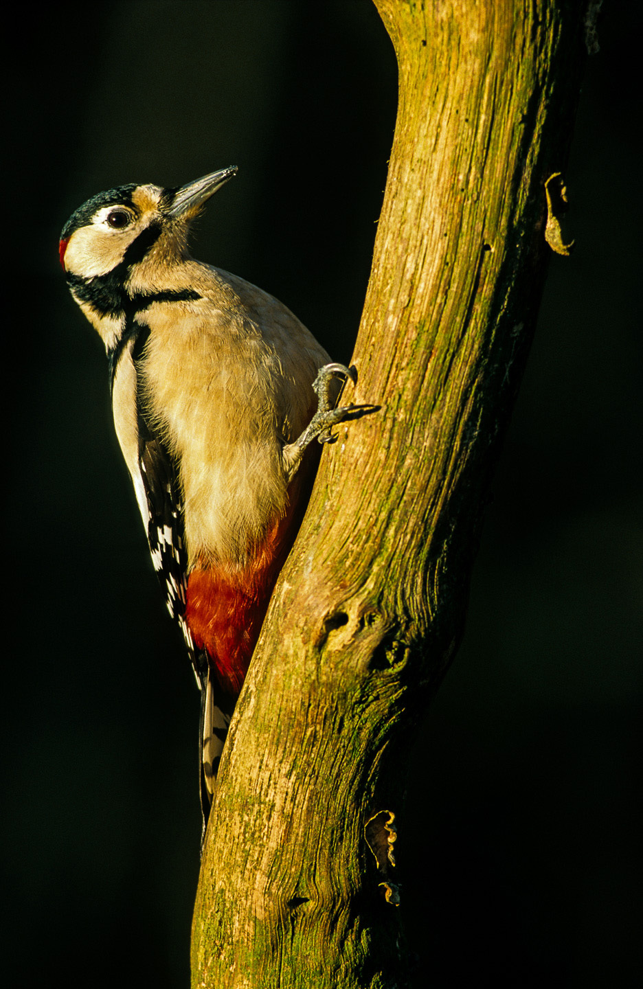 GS Woodpecker