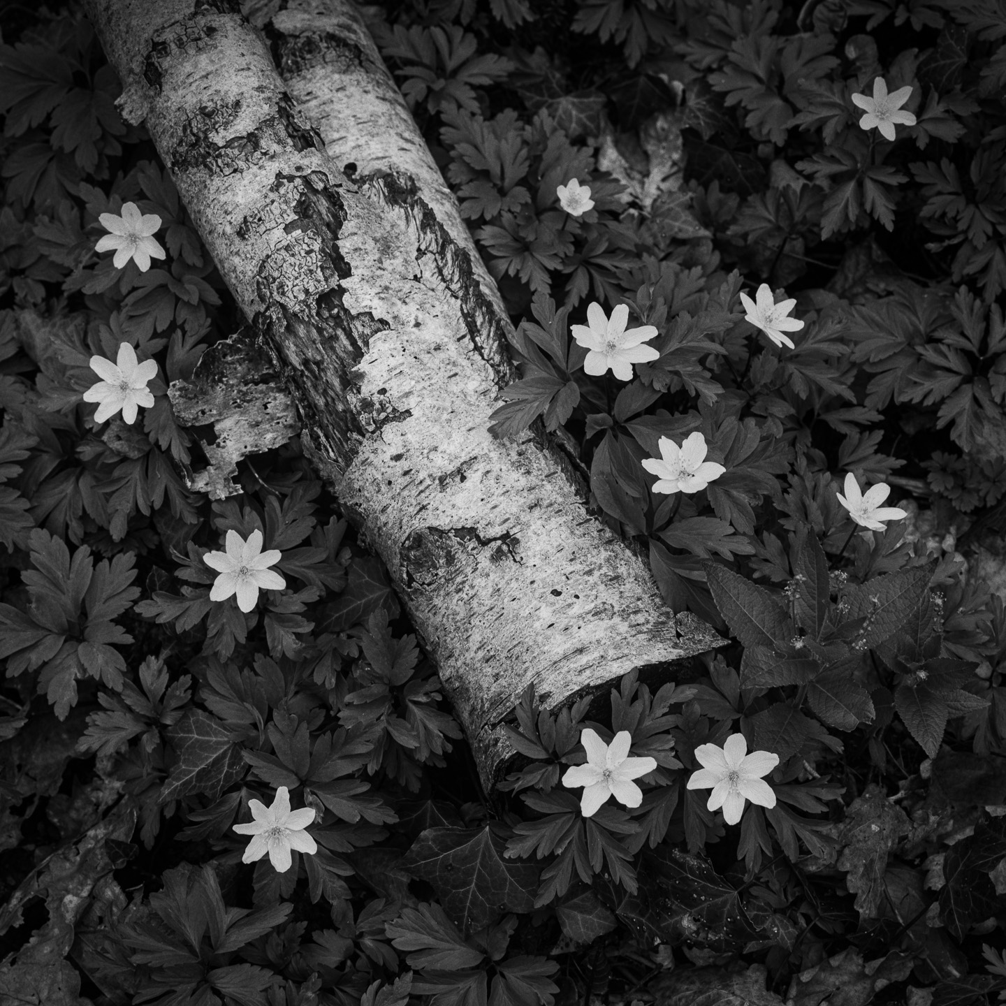 Anemones and birch