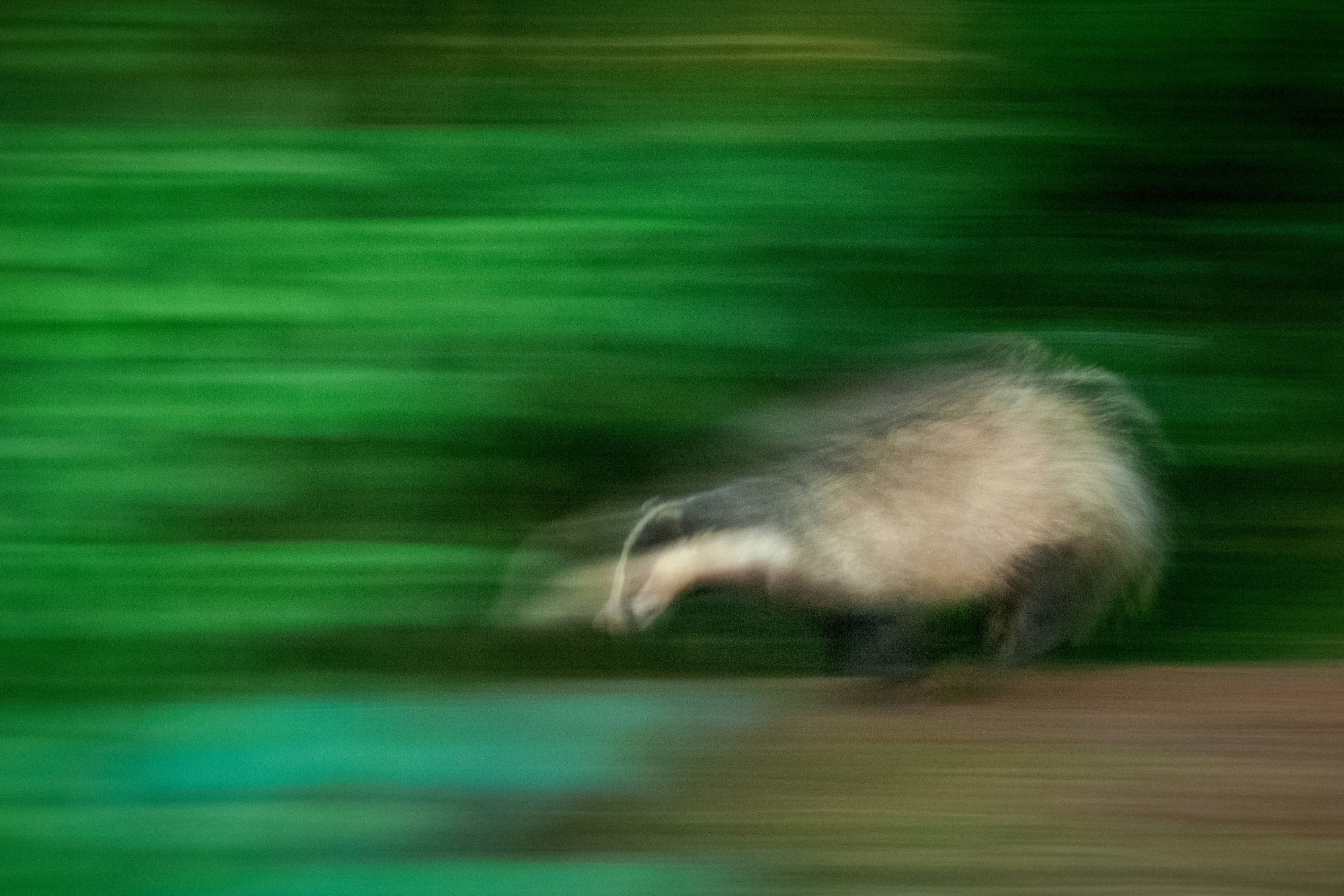 Badger running