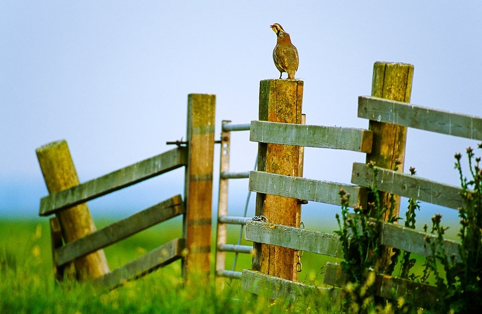 Male red-legged partridge calling