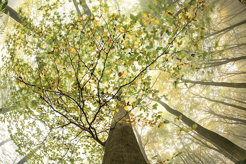 Looking up at a beech tree in autumn Kent, England