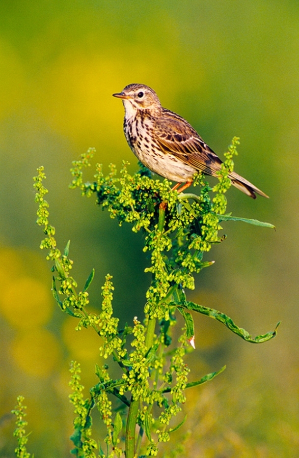 Meadow pipit