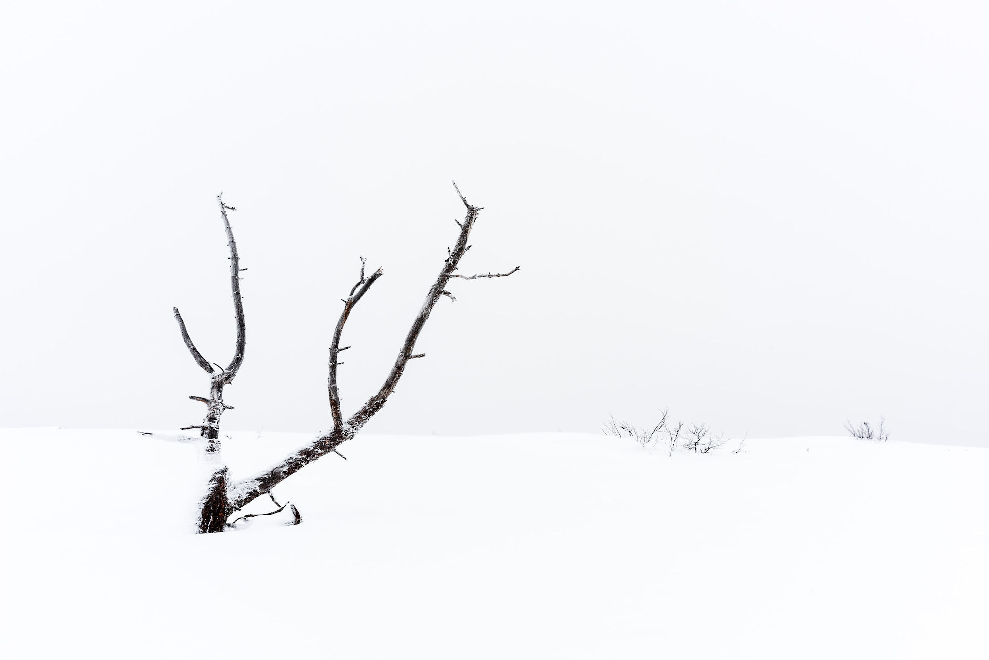 Sprig lemmenjoki