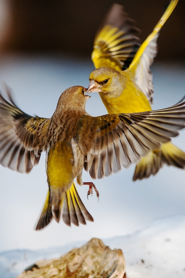 Greenfinches fighting Bialowieza, Poland