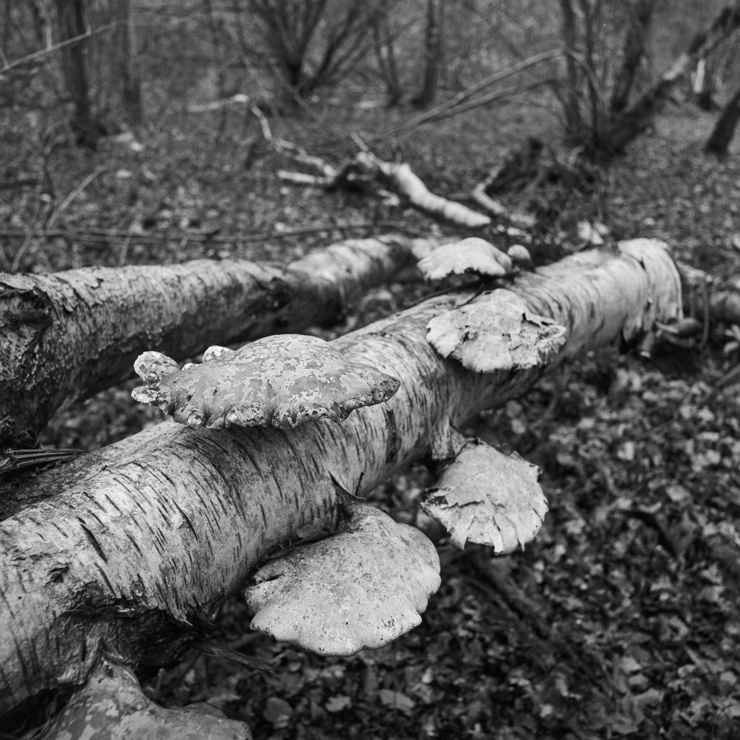 Bracket fungi