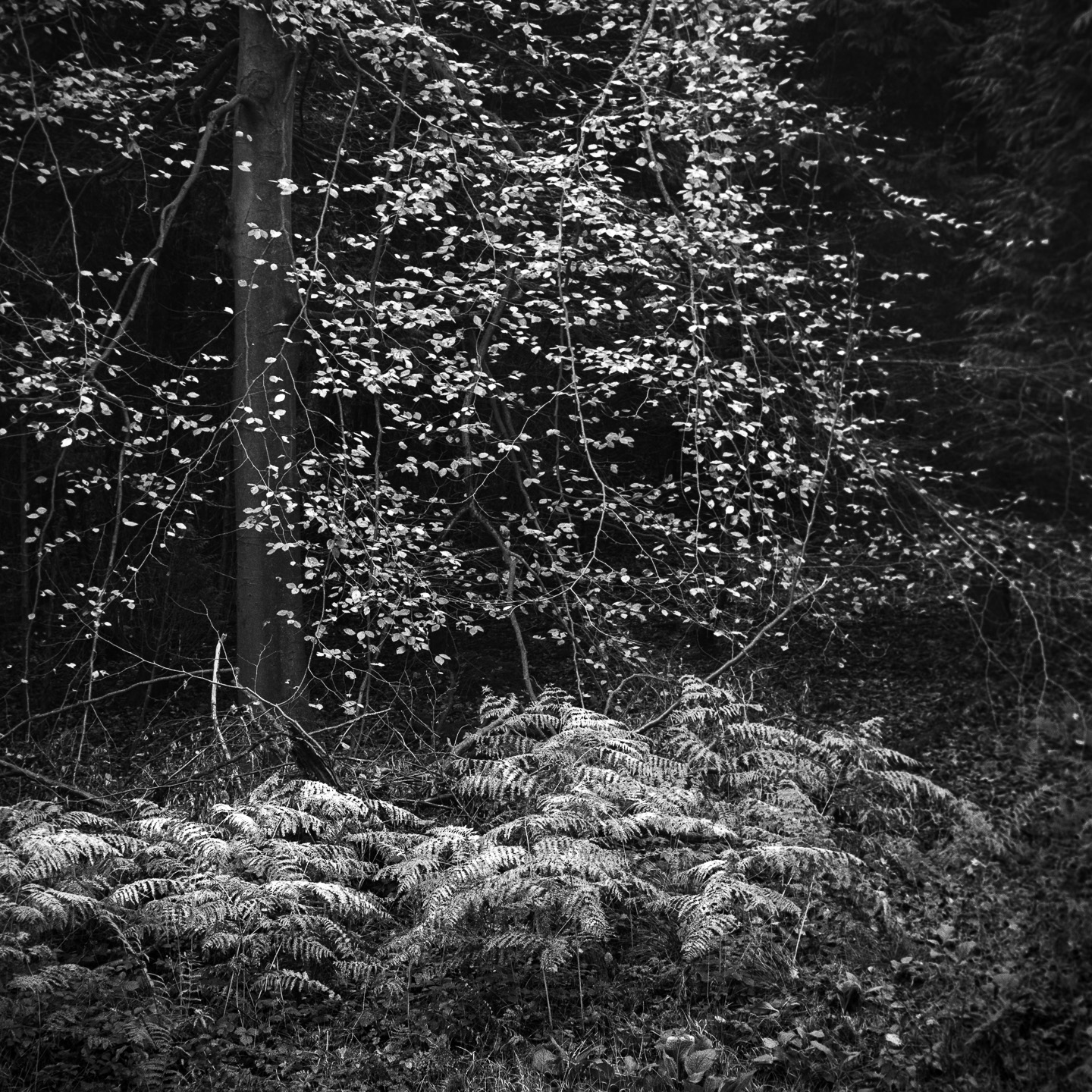 Birch and bracken