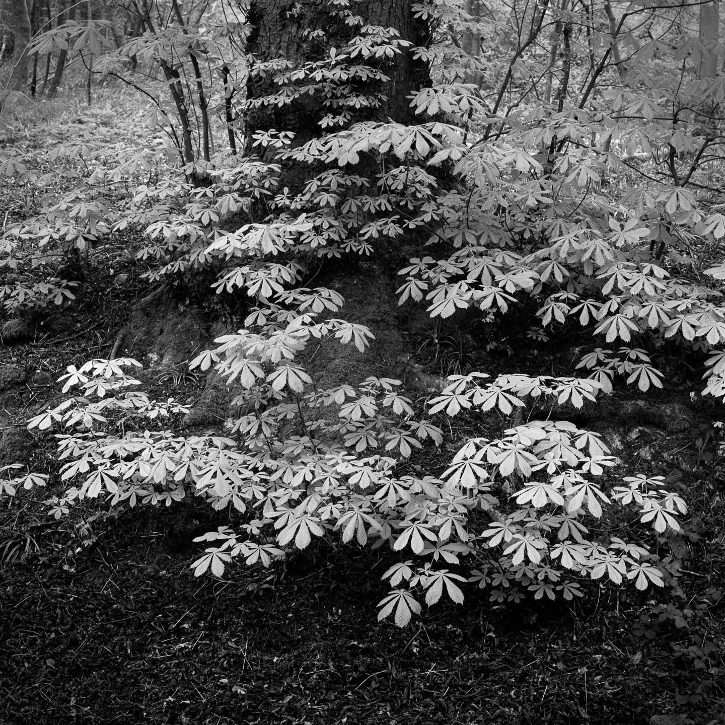 Sweet chestnut sprawling