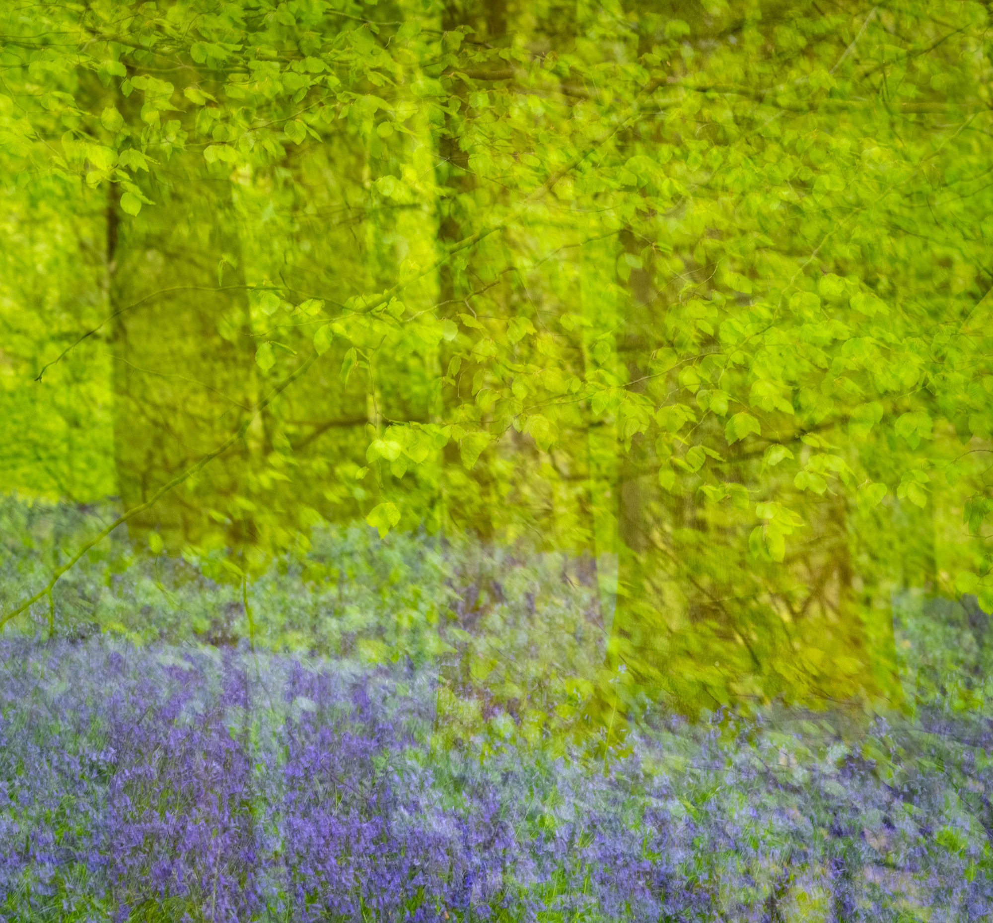 Bluebells green impression