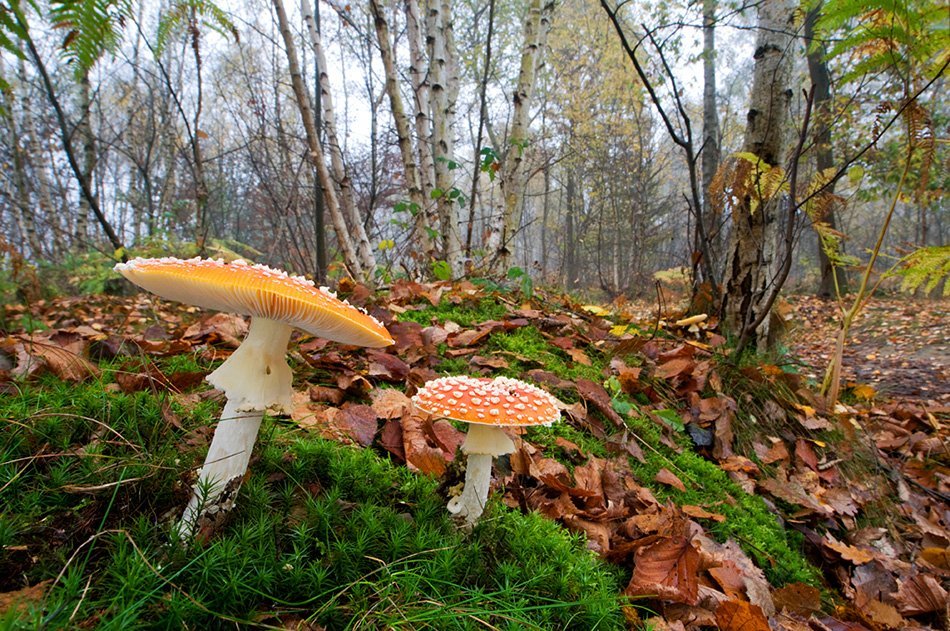 Fly agaric
