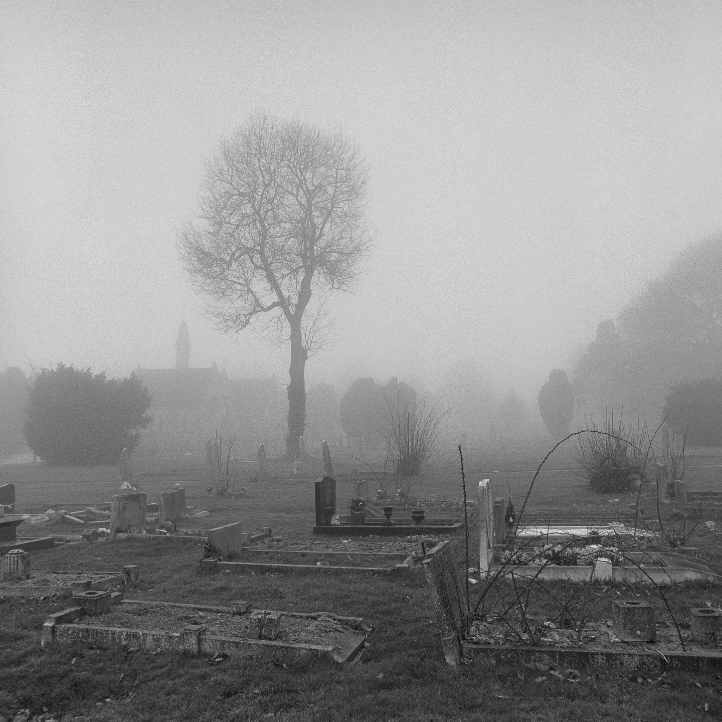 cemetery fog single tree
