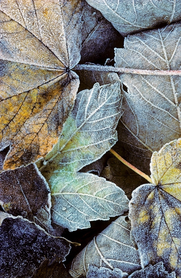 Frost covered sycamore leaves in autumn ​​​​​​​Kent, England