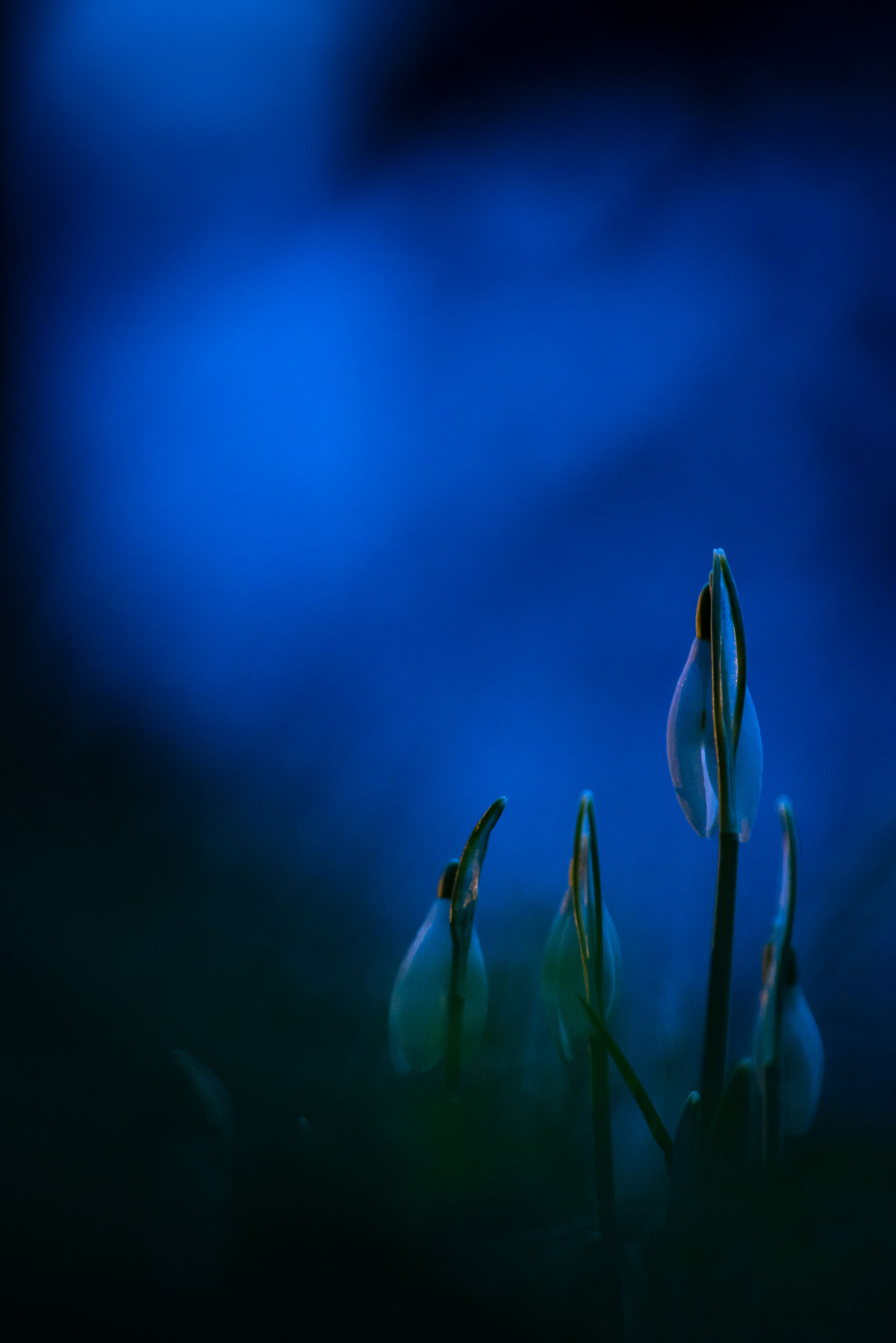 Twilight