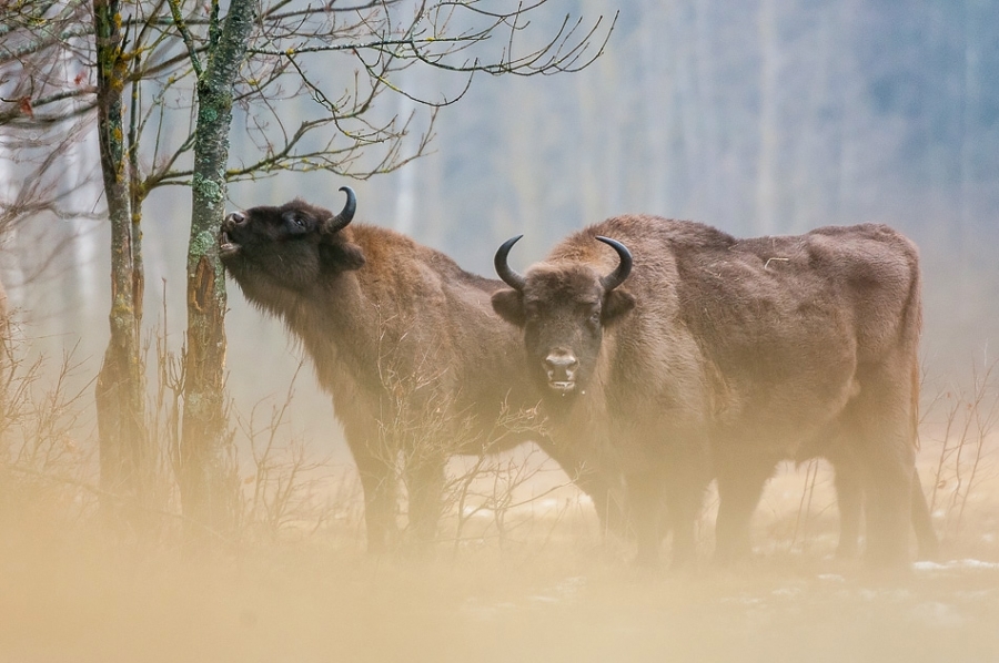 European bison ​​​​​​​​​​​​​​Bialowieza, Poland