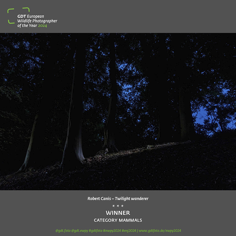 Award: 800 px