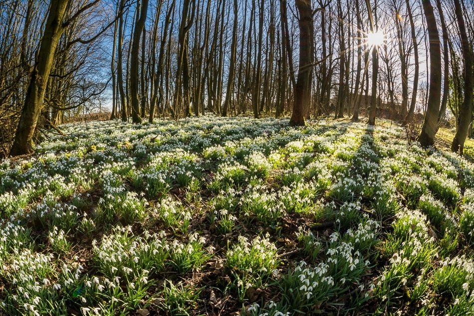 Snowdrops in beechwood